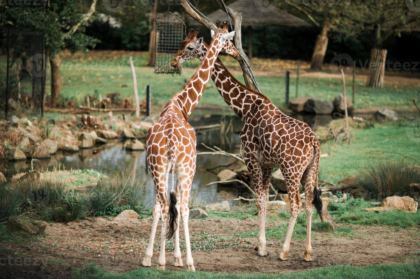 Giraffes at the zoo by the pond photo