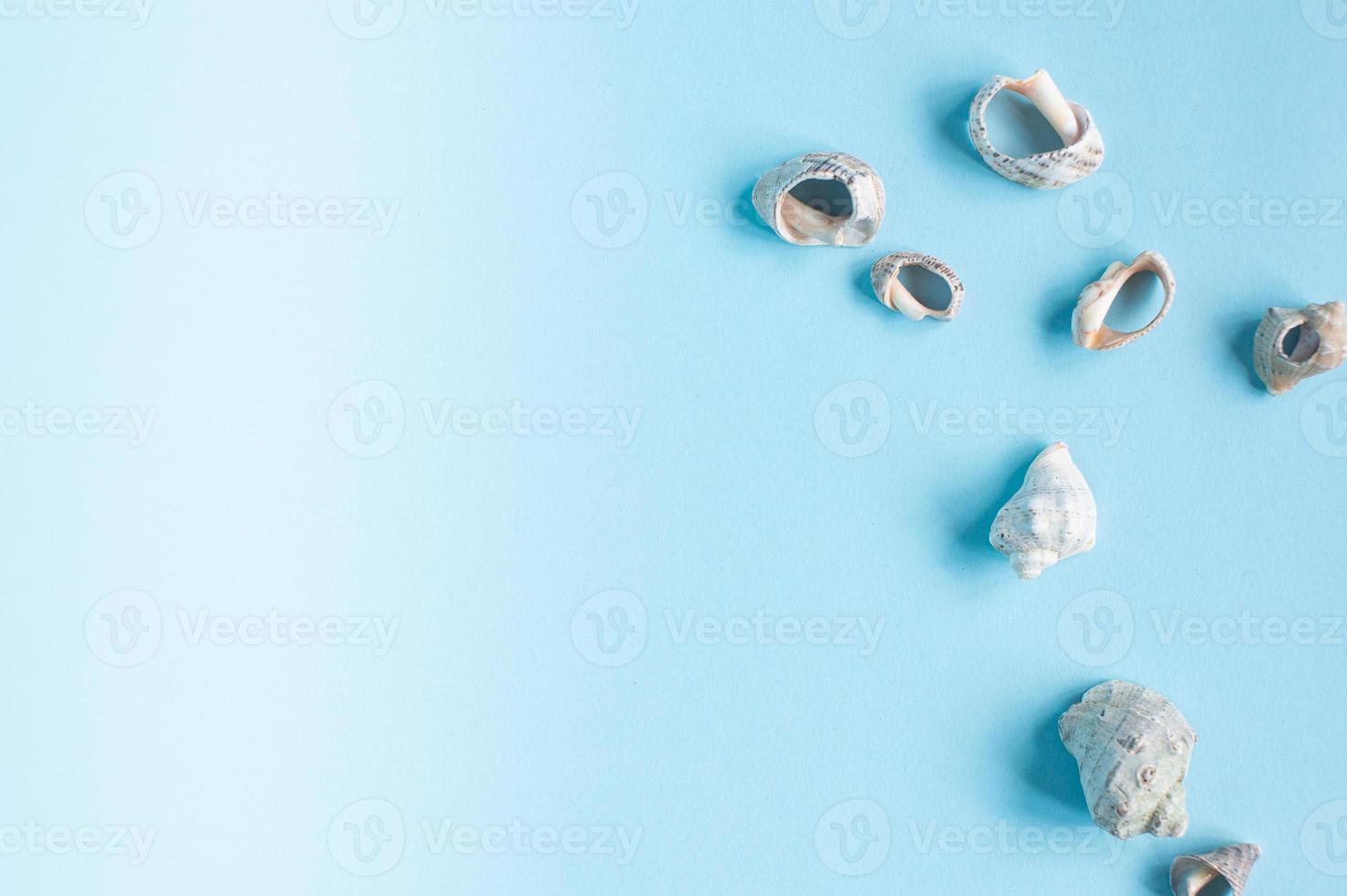 Seashells from the sea lie on a blue background. Place for text photo