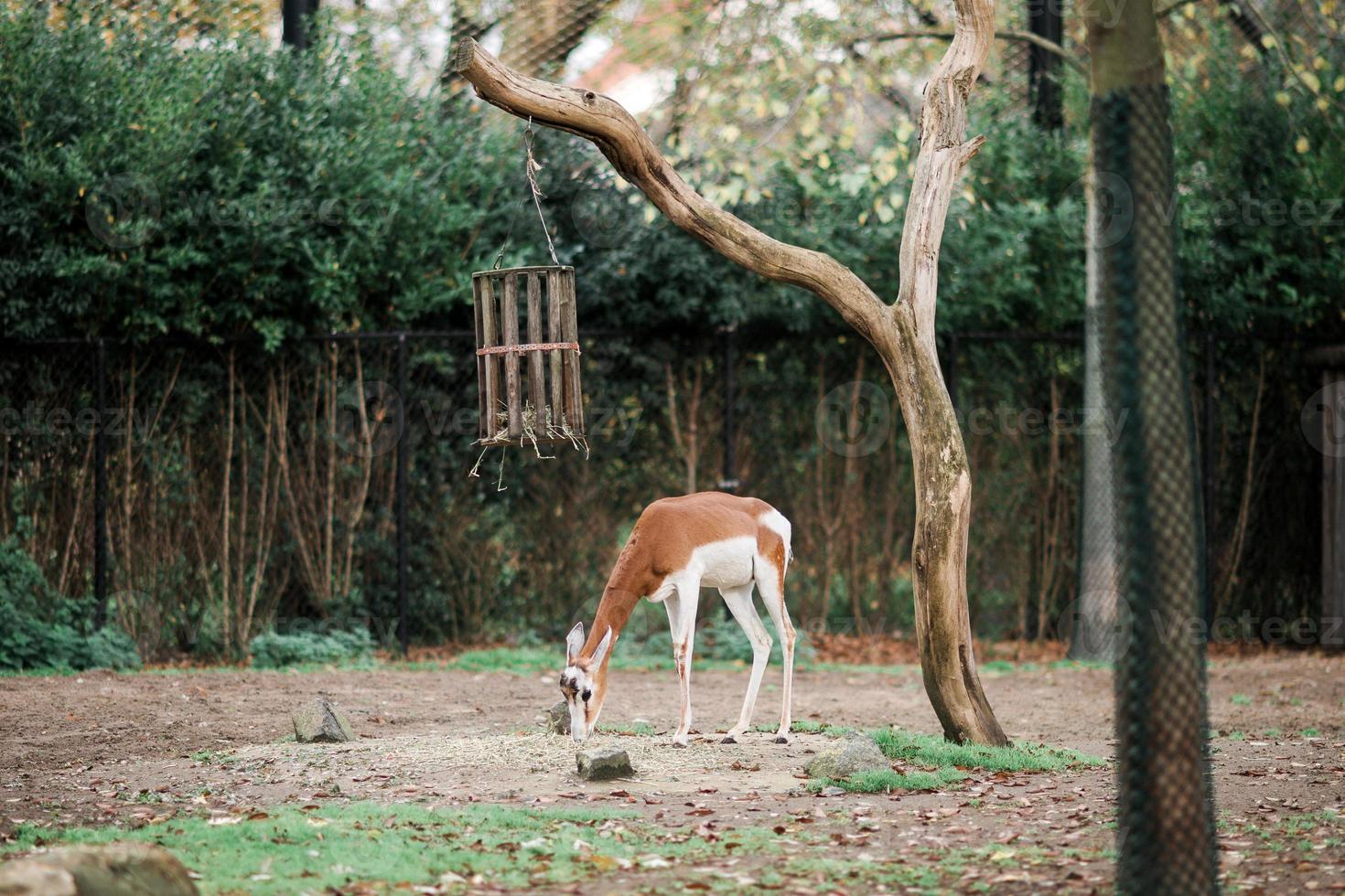 A roe deer stands in the zoo and eats food photo