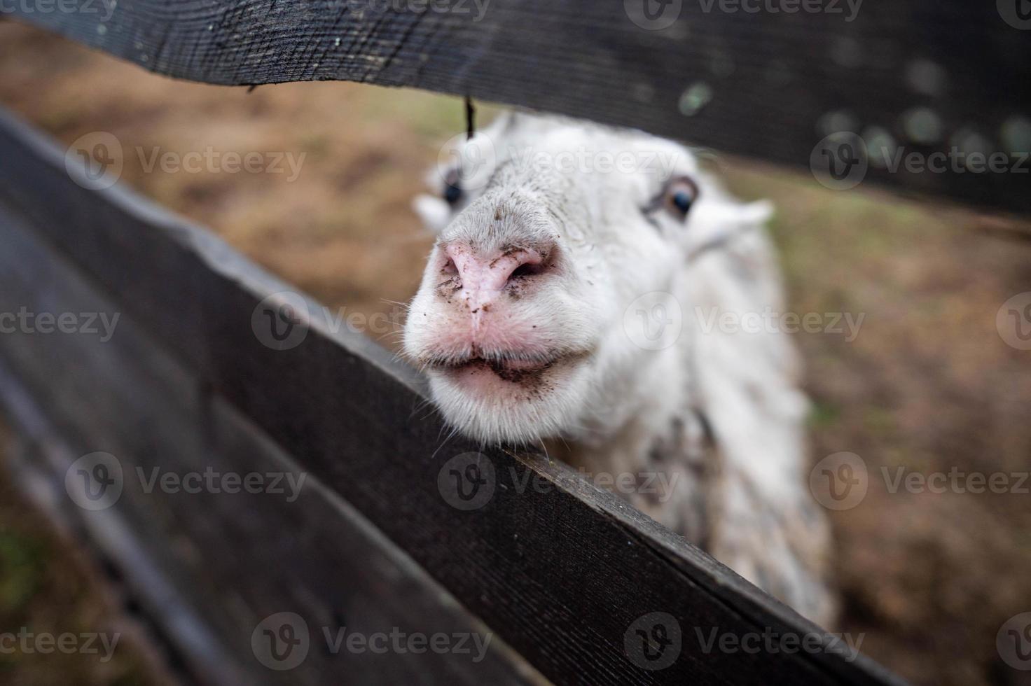 A dirty sheep is standing in a pasture behind a fence photo