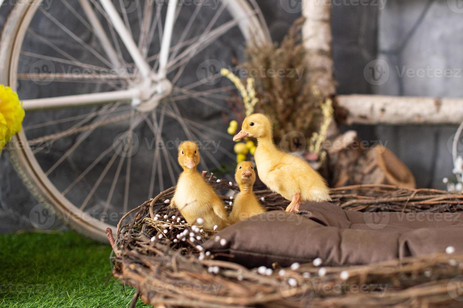 Yellow ducklings in a wooden basket photo