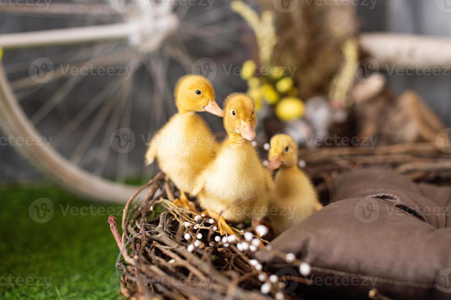 Yellow ducklings in a wooden basket photo