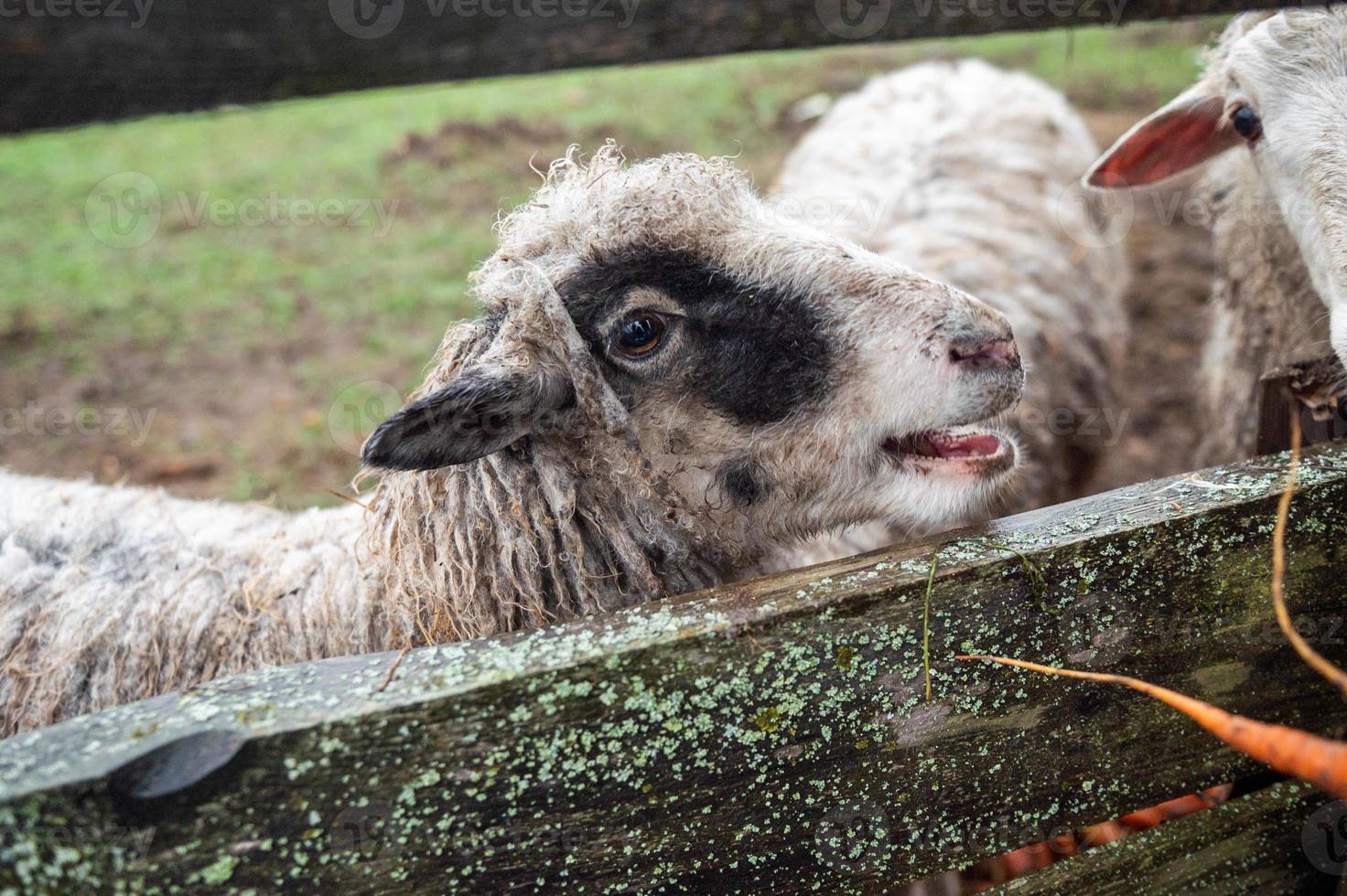 A dirty sheep is standing in a pasture behind a fence photo