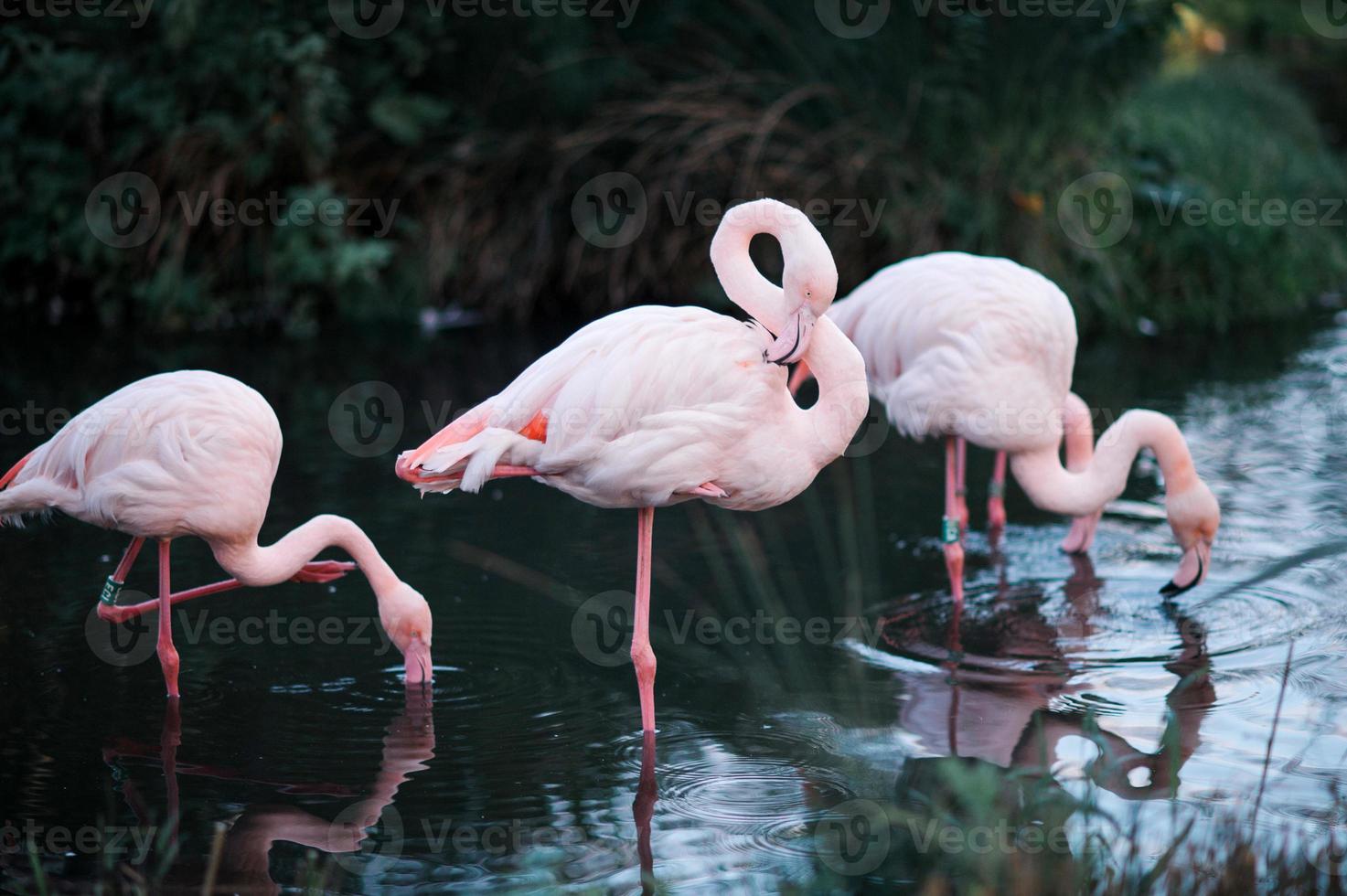 Pink Flamingos In Their Natural Habitat 20076048 Stock Photo At Vecteezy Pink Flamingos In Their Natural Habitat 20076048 Stock Photo At Vecteezy