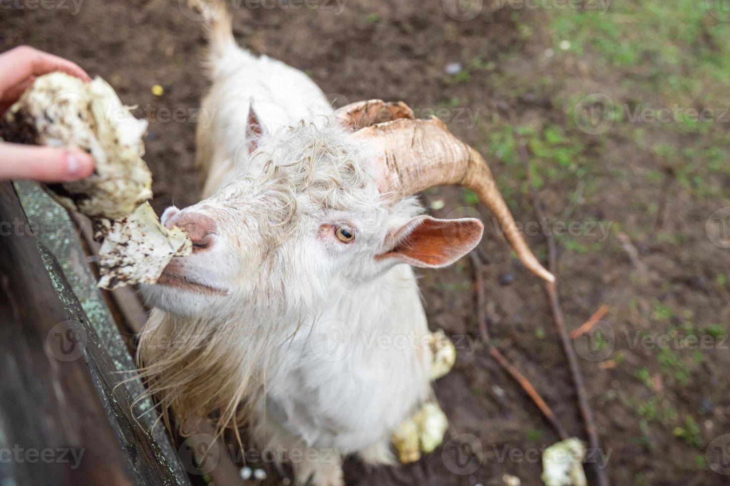 White Zenensky goat eats cabbage from human hands photo