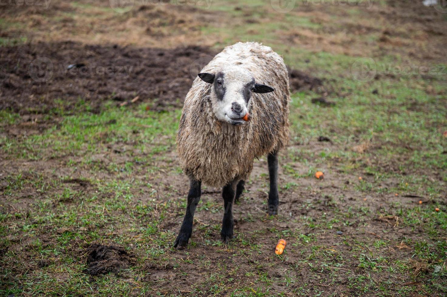A sheep eats carrots standing in a pasture photo