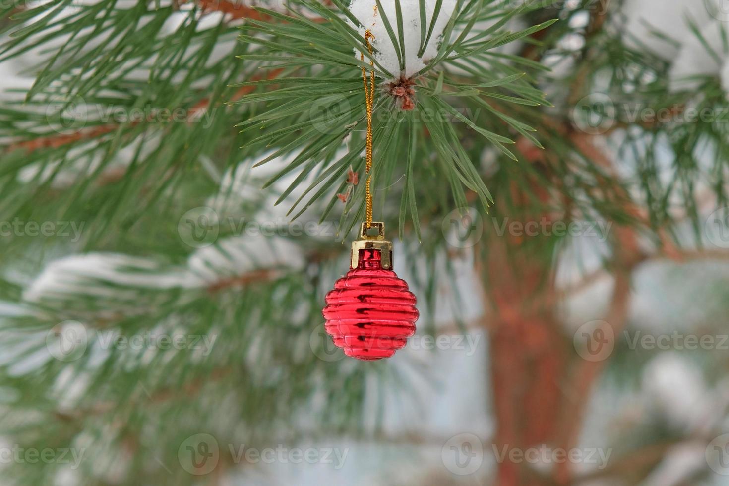 The defocused background of Fir green branches are decorated with small red ball. Selective focus. Snow-covered spruce pine branches. photo