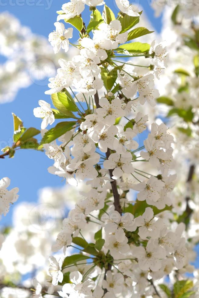 Branch of blooming white flowers of cherry plum tree in early spring. Amazing natural floral spring banner or greeting card, postcard, poster. Selective focus photo