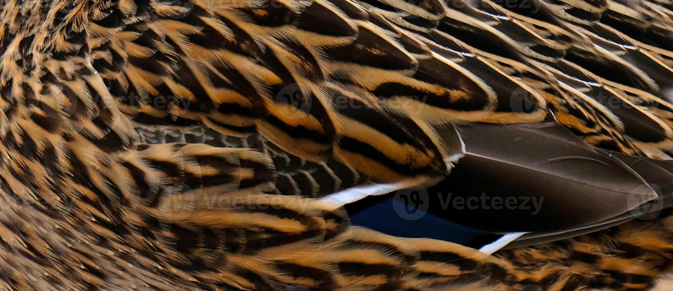 Duck feathers texture. Close-up colorful feathers on the wing of a bird. Blue, brown, grey and white feathers on the wing of a wild duck as a background. Selective focus. photo