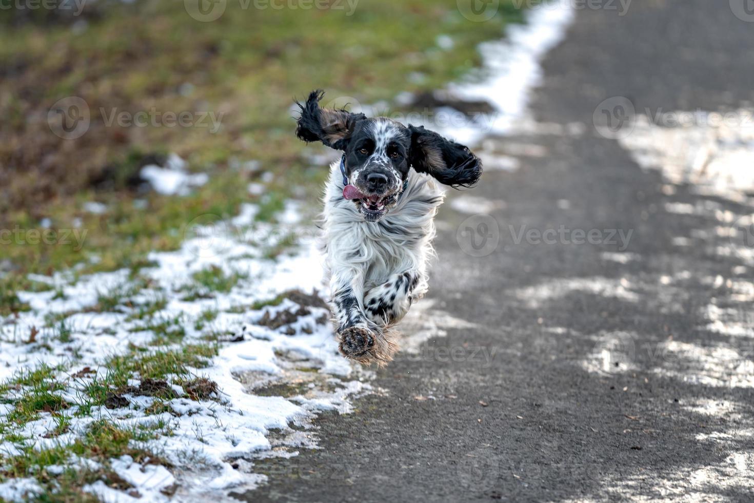 un perro corriendo a lo largo el la carretera con revoloteando orejas. Inglés setter foto