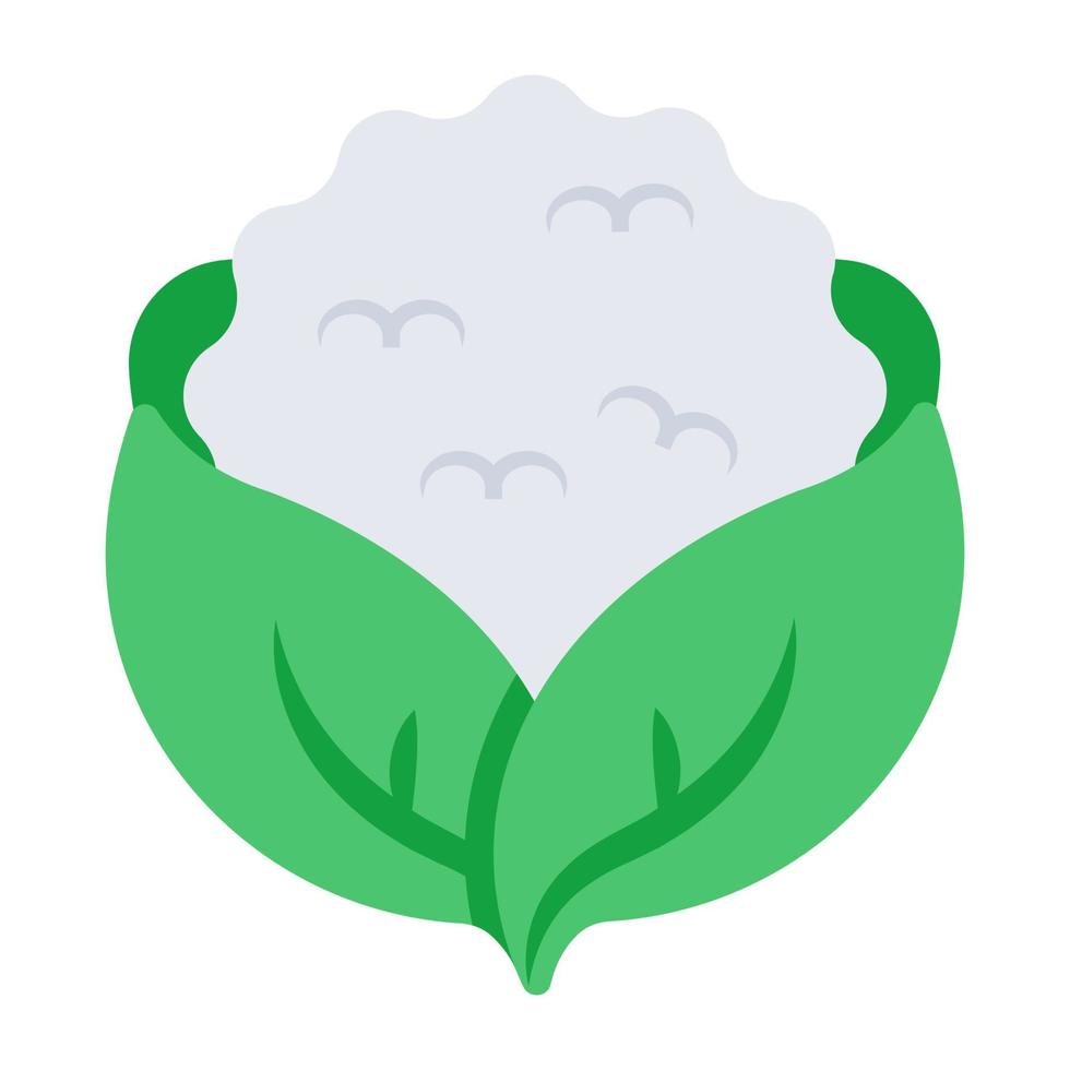 Perfecto diseño icono de coliflor vector