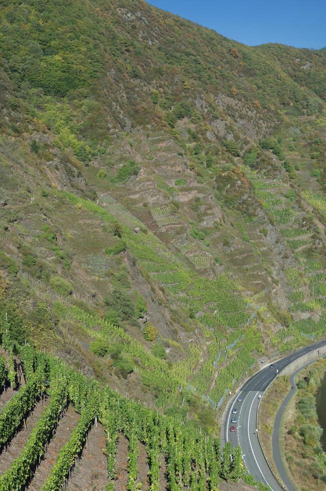 Calmont,steepest Vineyard in Europe,Mosel River,Mosel Valley,Germany photo