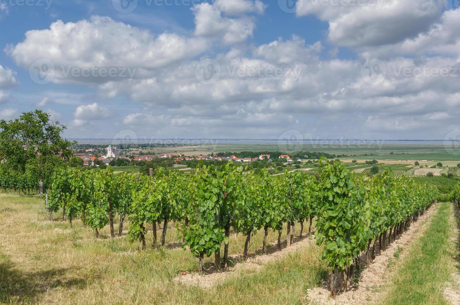 Wine Village of Oggau am Neusiedler See, Burgenland, Austria photo