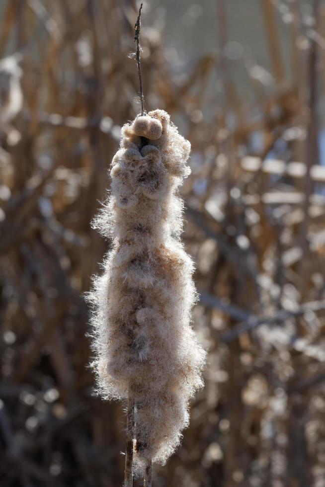 bulrush or cattail --Typha latifolia-- in March,Germany photo