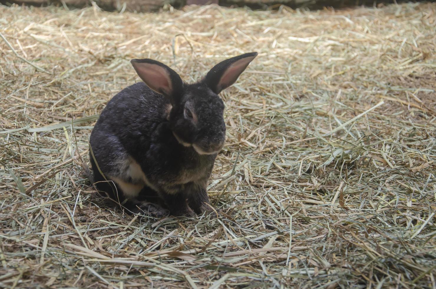 negro Conejo en el césped, granja conejo, Pascua de Resurrección conejito. con Copiar espacio foto