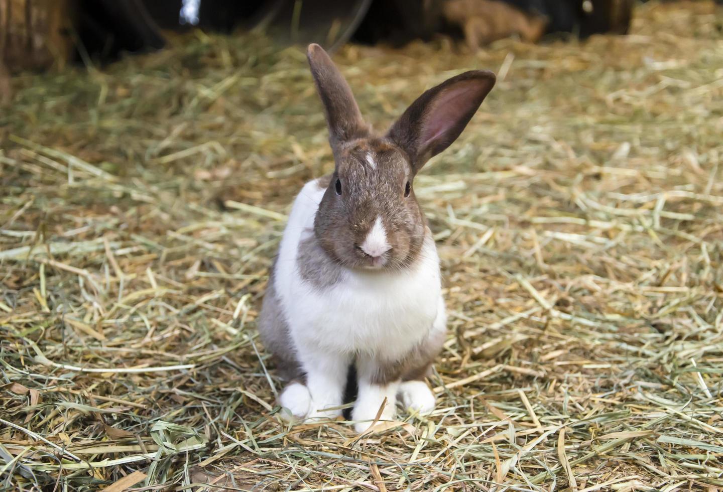 Little brown mix white rabbit stand on grass, farm rabbit, easter bunny photo