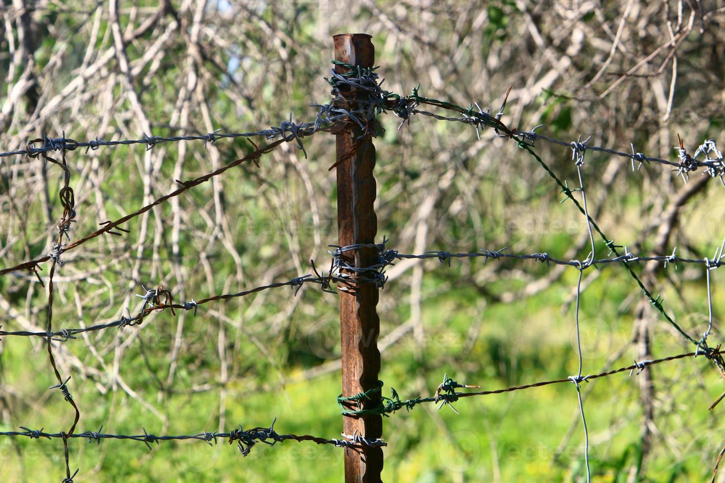 Green plants around a barbed wire fence. photo