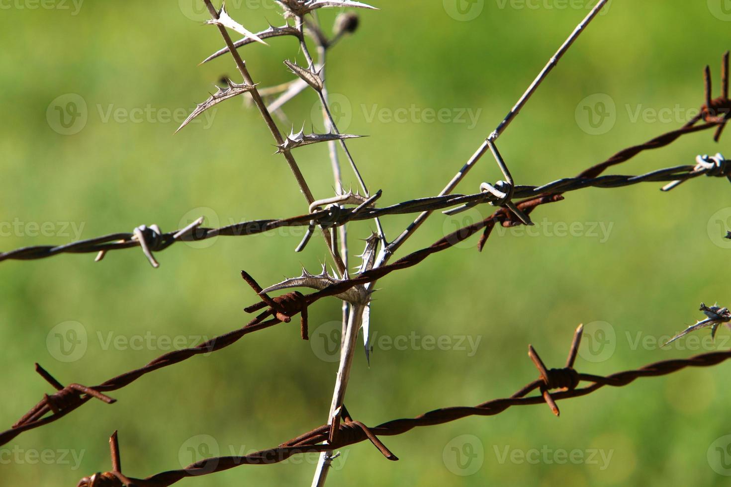 Green plants around a barbed wire fence. photo