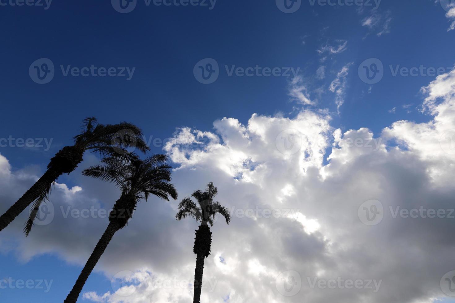 A tall palm tree against a cloudy sky. photo