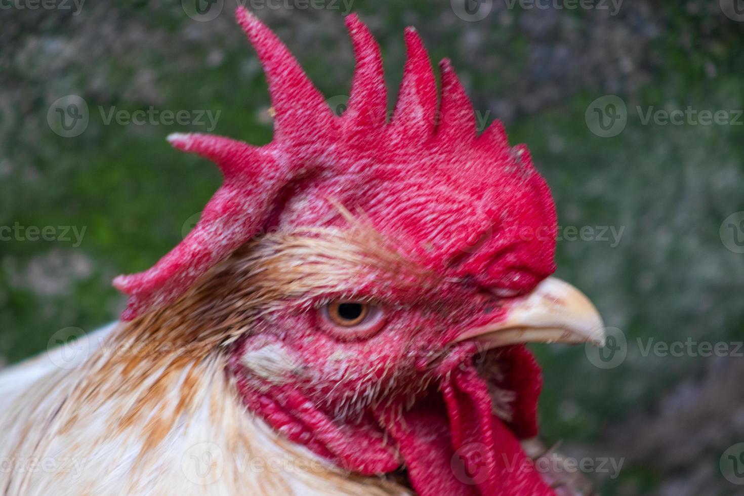 Poultry hen taken with lanscape photography close-up texture photo