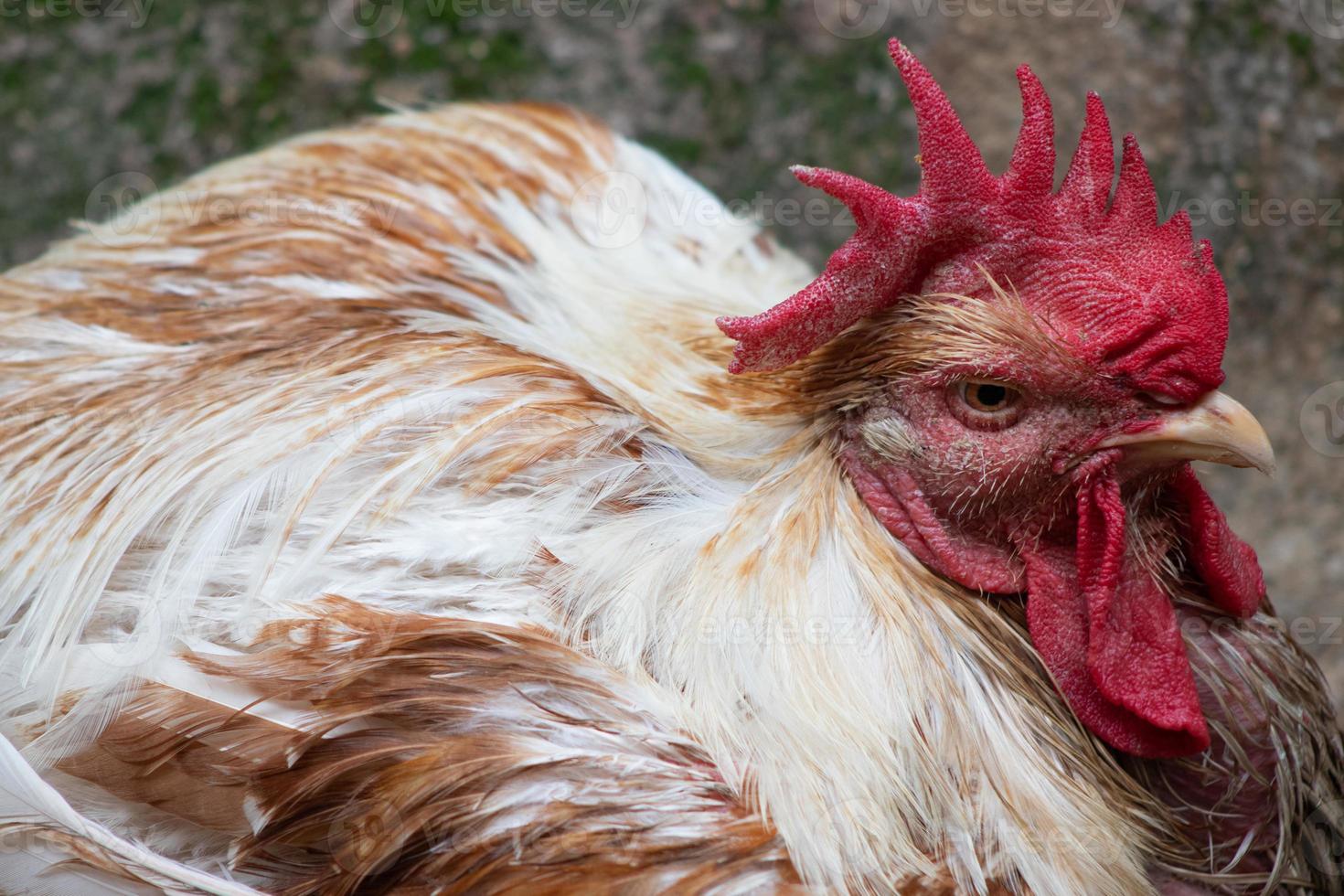 Poultry hen taken with lanscape photography close-up texture photo