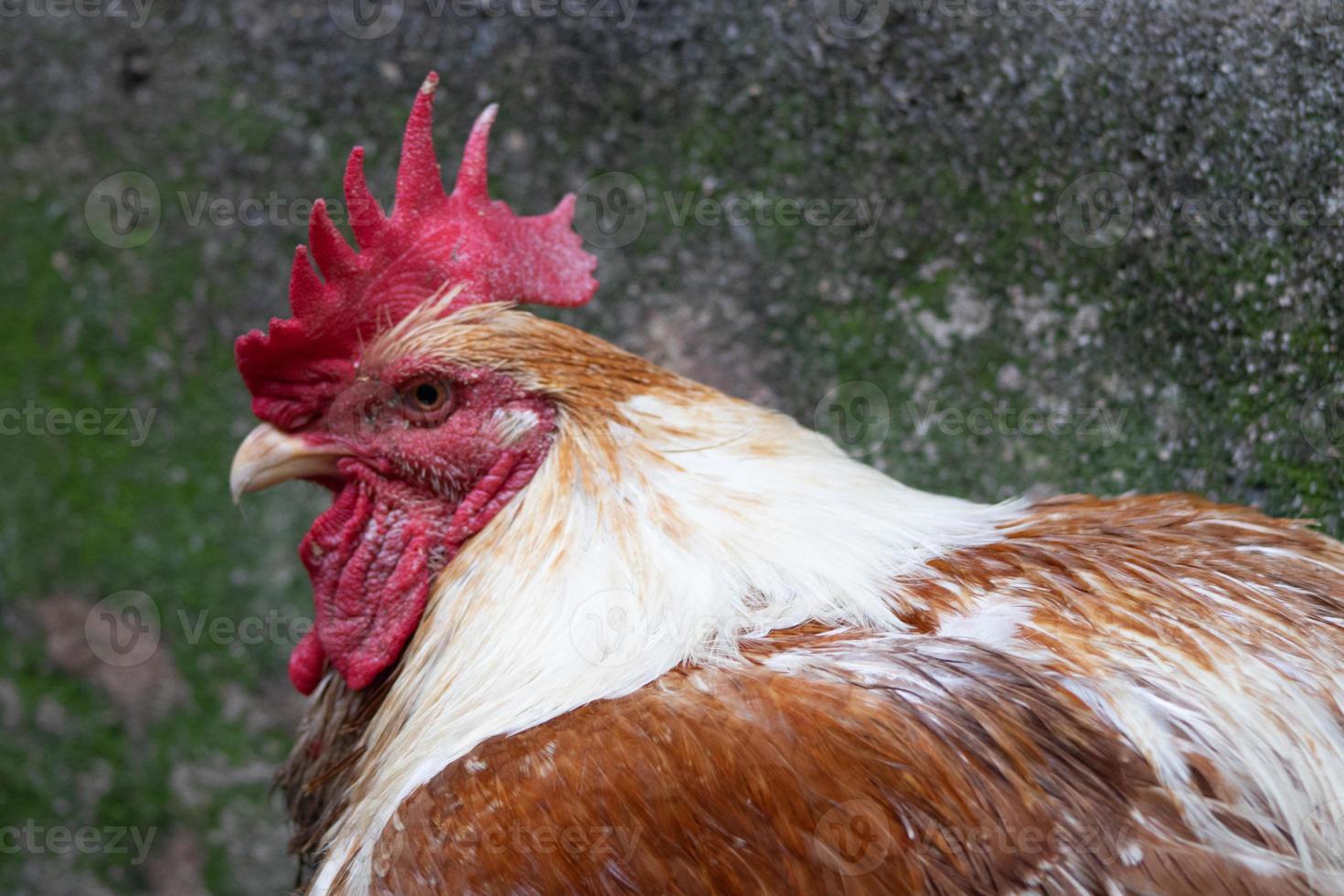 Poultry hen taken with lanscape photography close-up texture photo