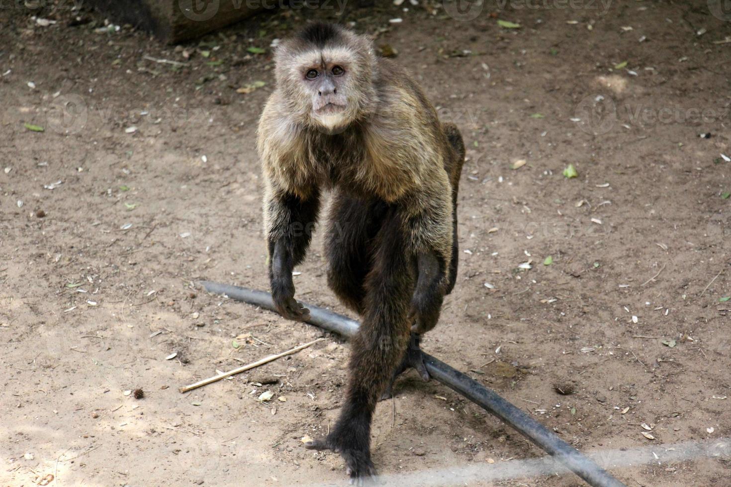 The monkey lives in a zoo in Israel. photo