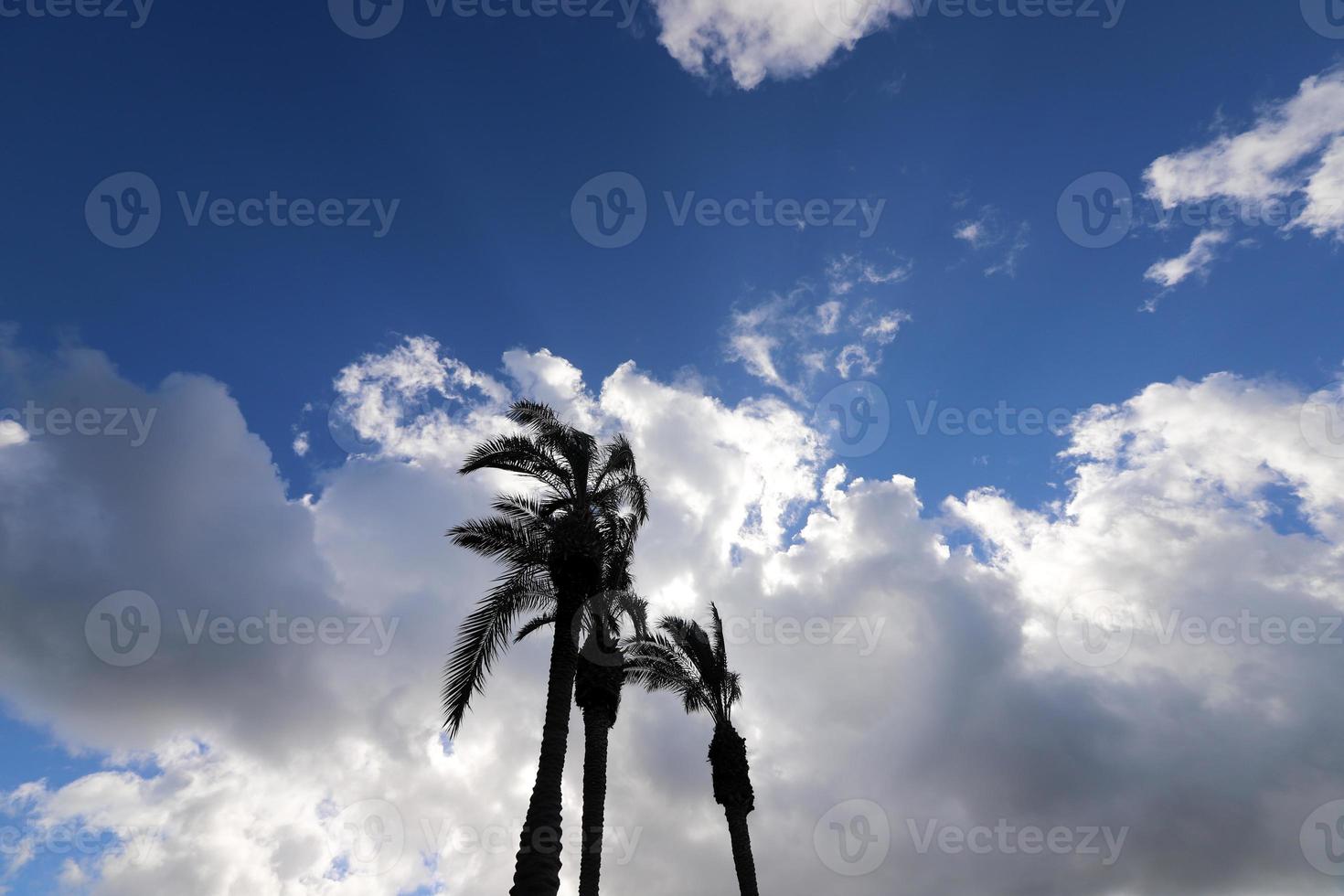 A tall palm tree against a cloudy sky. photo