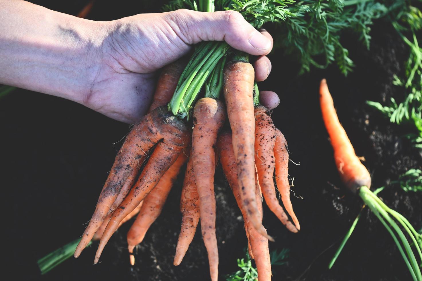 carrot on ground with hand holding, fresh carrots growing in carrot field vegetable grows in the garden in the soil organic farm harvest agricultural product nature photo