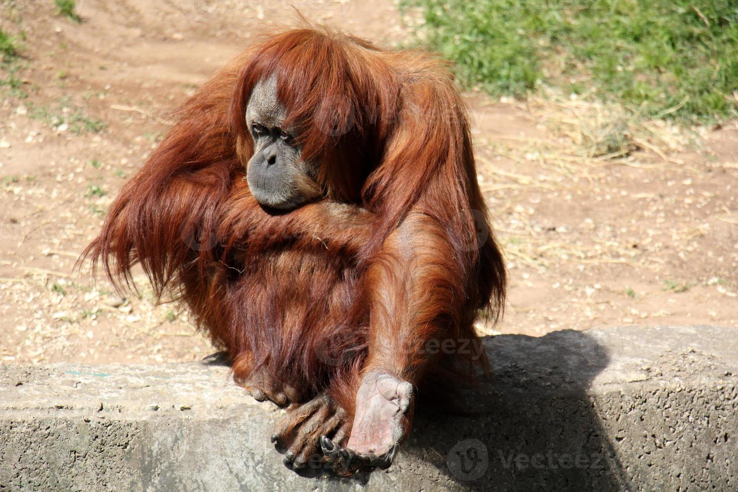 The monkey lives in a zoo in Israel. photo