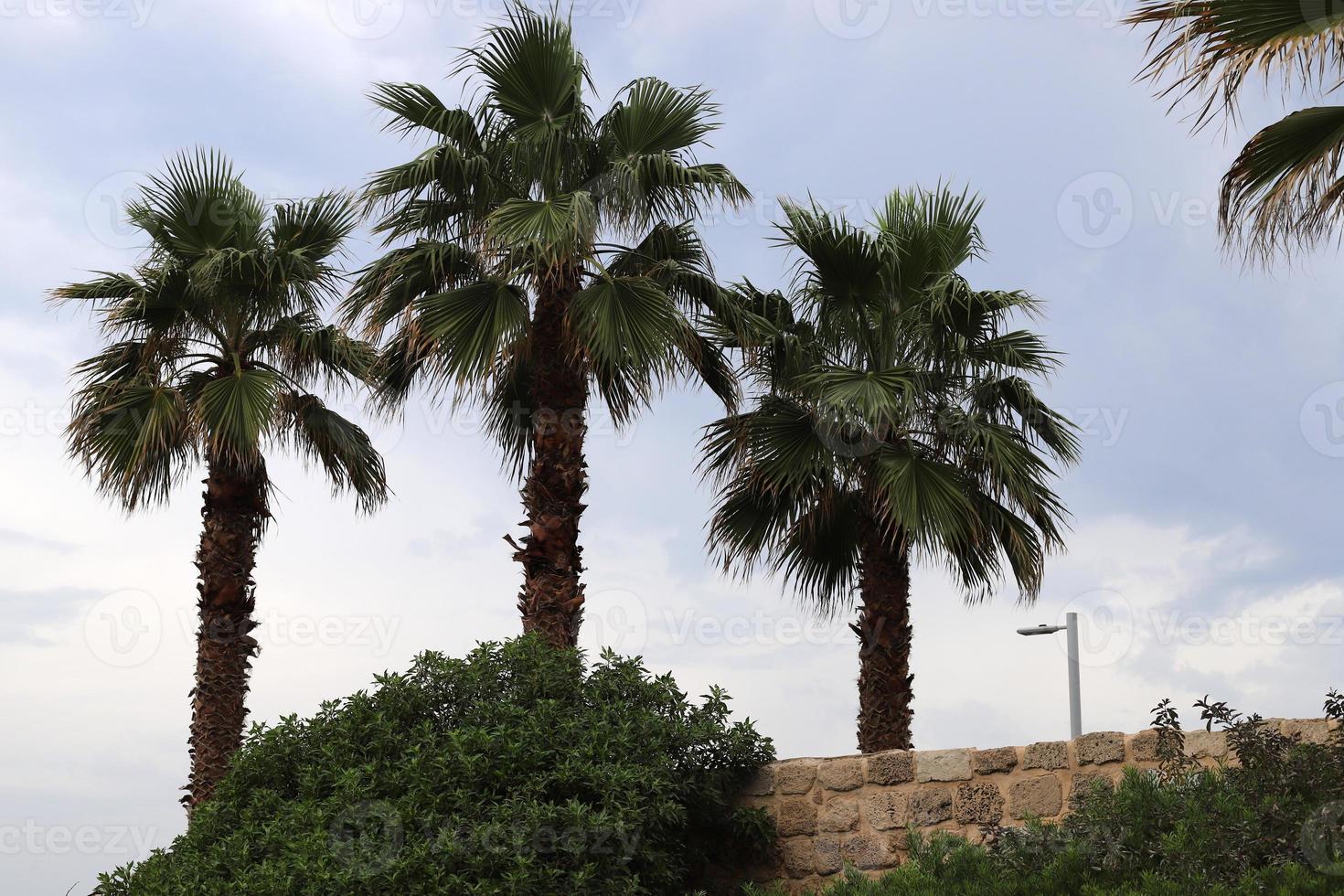 A tall palm tree against a cloudy sky. photo