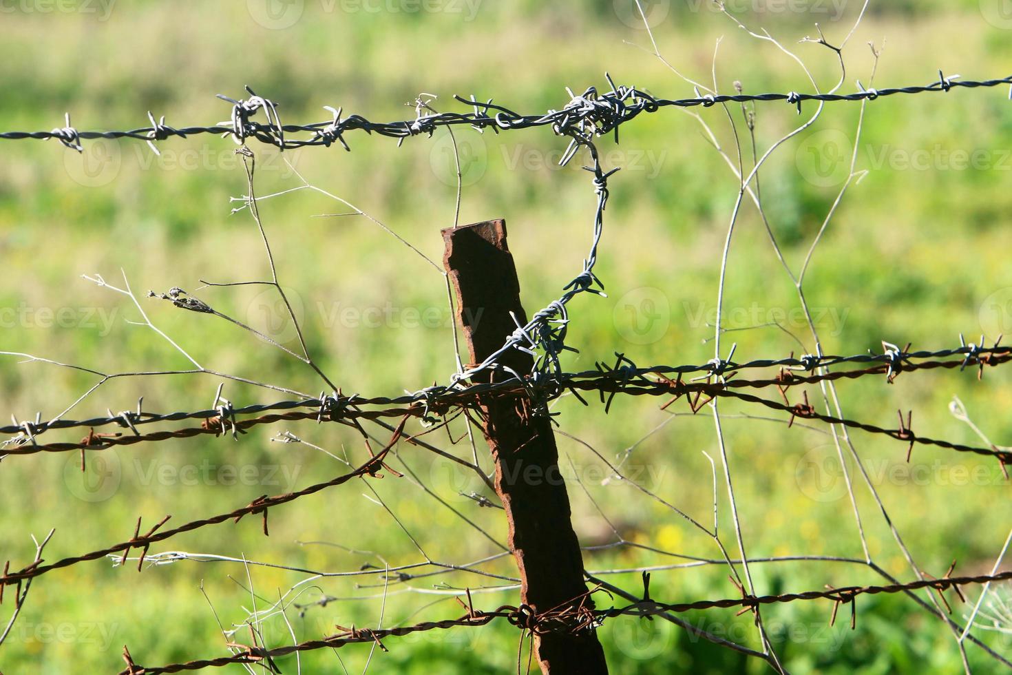 Green plants around a barbed wire fence. photo