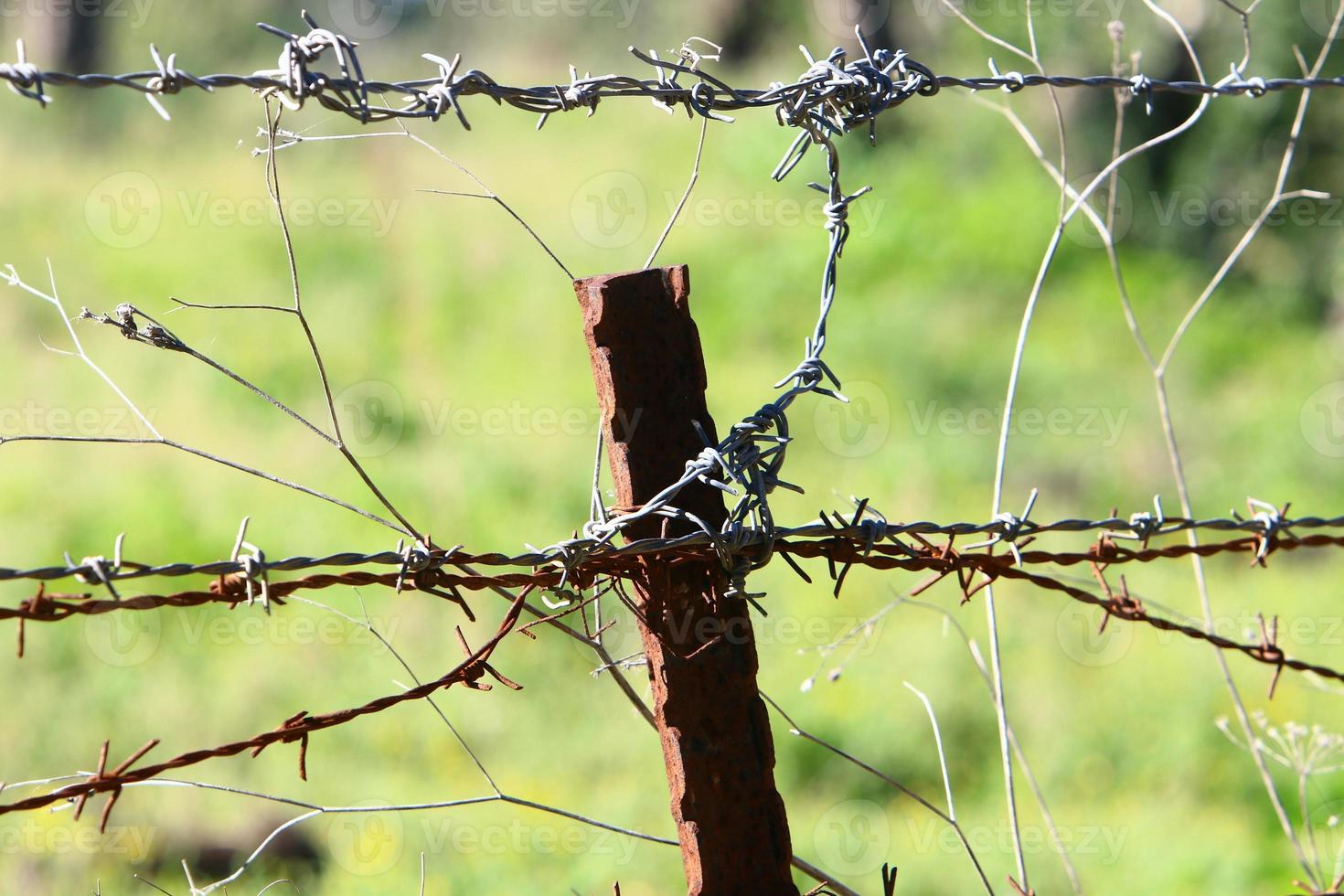 Green plants around a barbed wire fence. photo