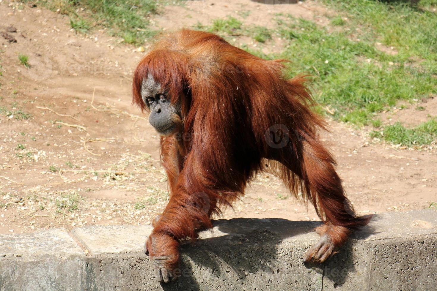 The monkey lives in a zoo in Israel. photo