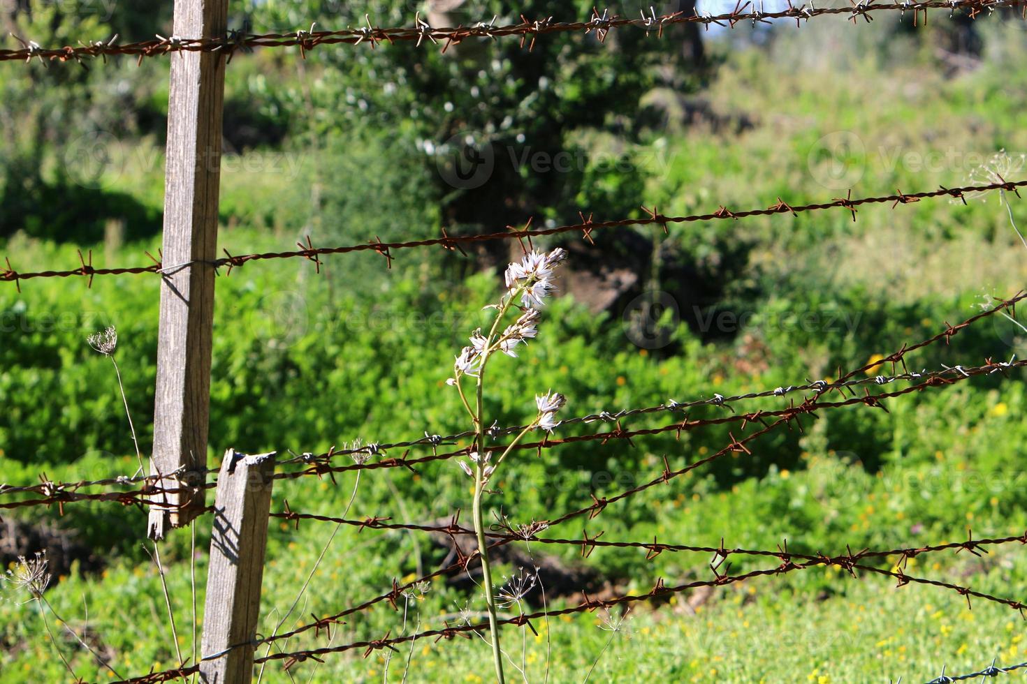 Green plants around a barbed wire fence. photo