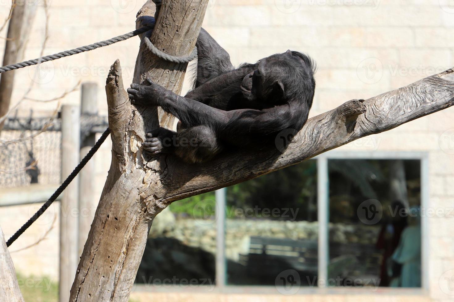 The monkey lives in a zoo in Israel. photo