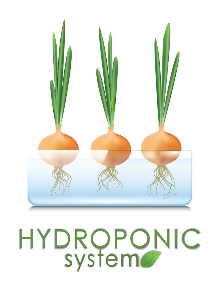 Growing vegetables and herbs in a hydroponic system. Water-grown green onions. Aeroponic and hydroponic growing systems, convenience and cleanliness vector