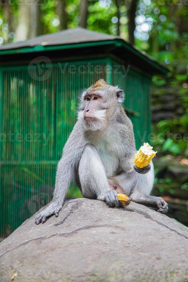 Pensive monkey eating sitting on a stone photo