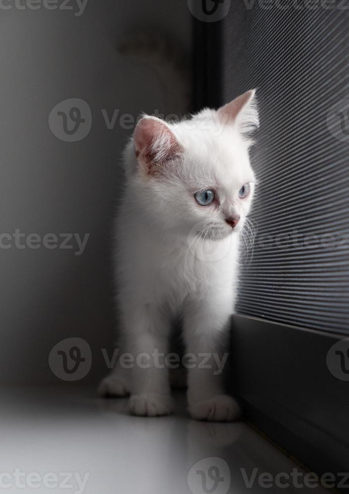 little white cat standing behind a window photo