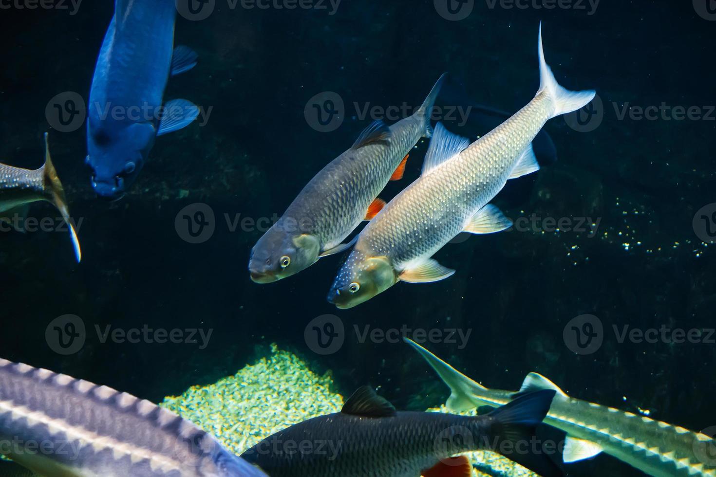 freshwater river fish under water in the aquarium photo