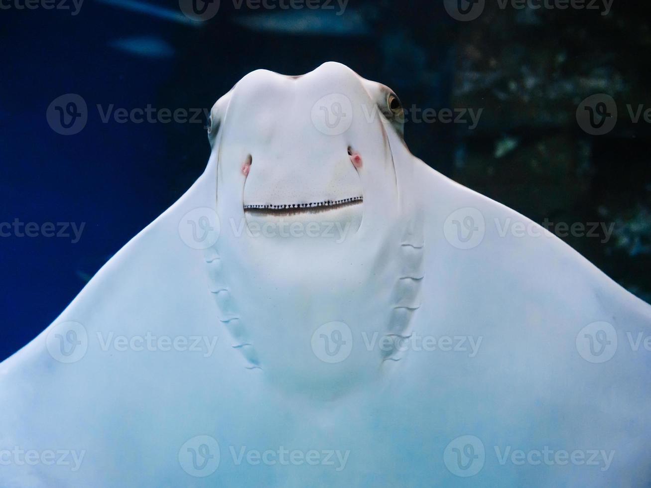 fish Stingray swims against the glass of the aquarium and smiles photo