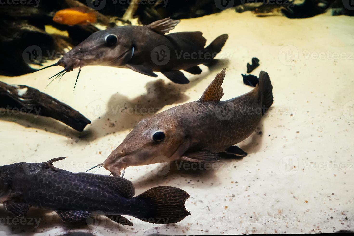 Giraffe catfish Auchenoglanis occidentalis swims in a large and bright aquarium in a flock photo