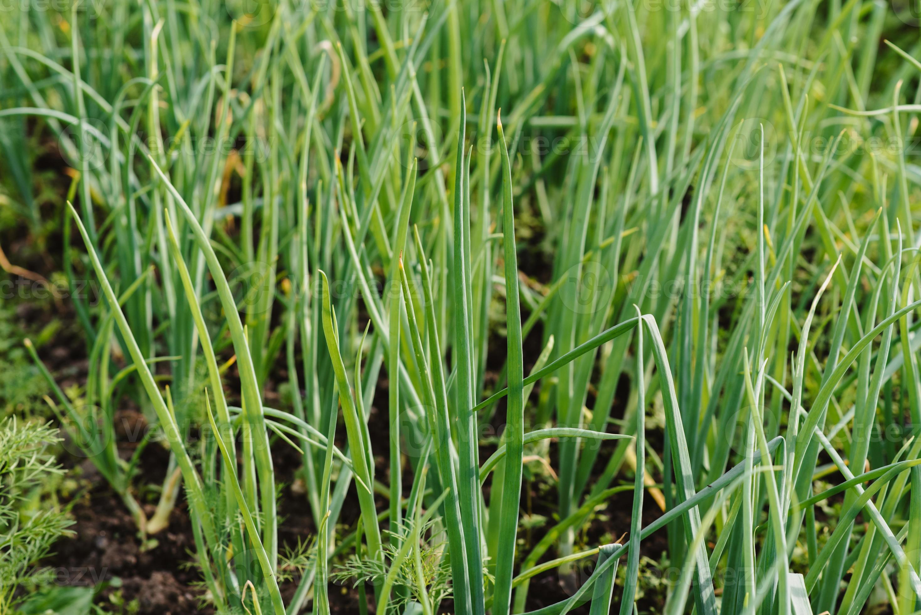 Closeup of an onion plantation in the garden. Fresh green onions in