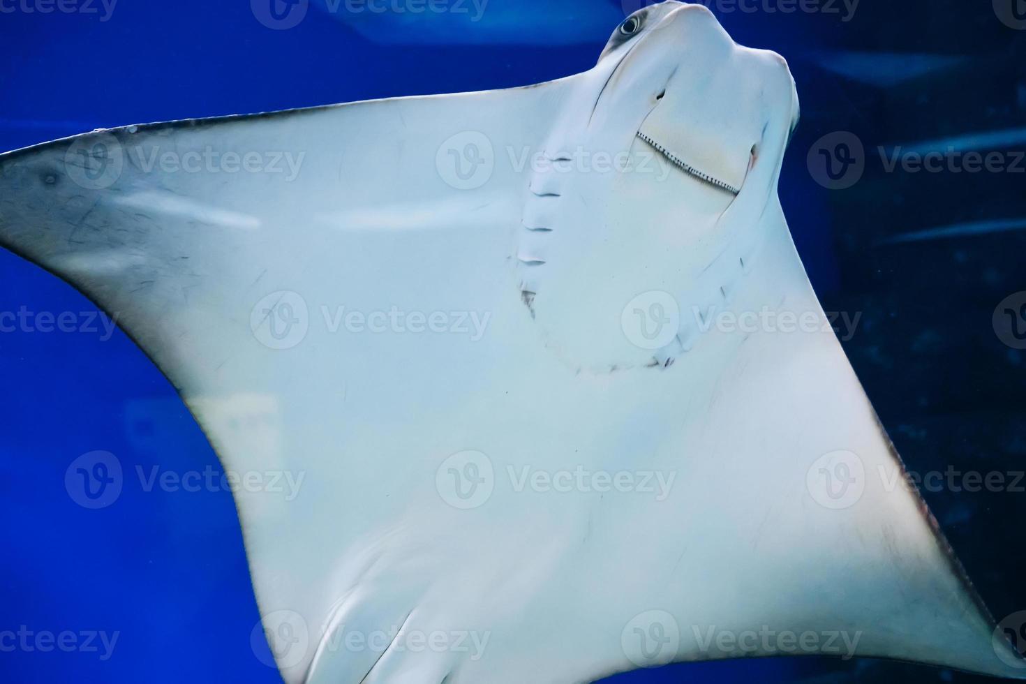 fish Stingray swims against the glass of the aquarium and smiles photo