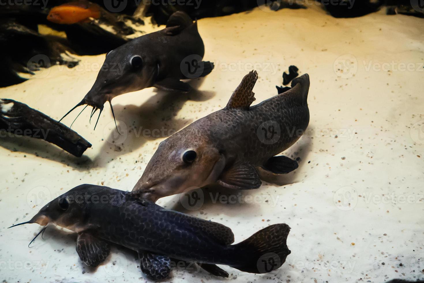 Giraffe catfish Auchenoglanis occidentalis swims in a large and bright aquarium in a flock photo