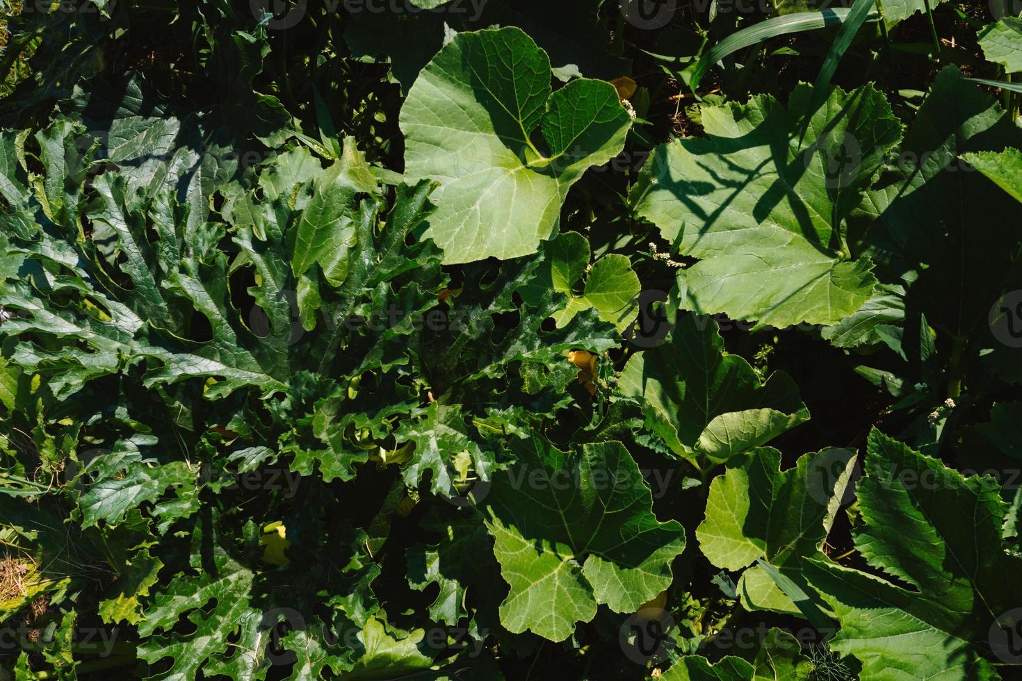 Green leaves of zucchini and pumpkins in the garden on the garden bed on the farm. Eco-friendly products. Close-up. photo