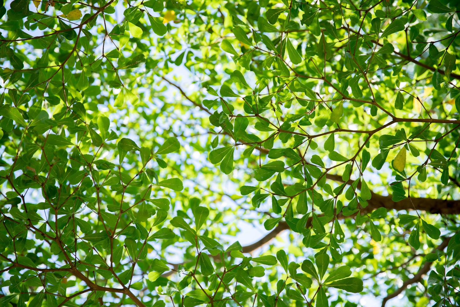 Tree coloring branches beautiful. photo