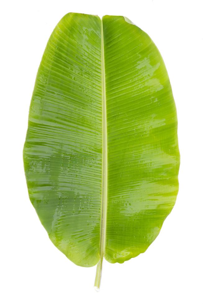 Fresh green banana leaves on a white background photo