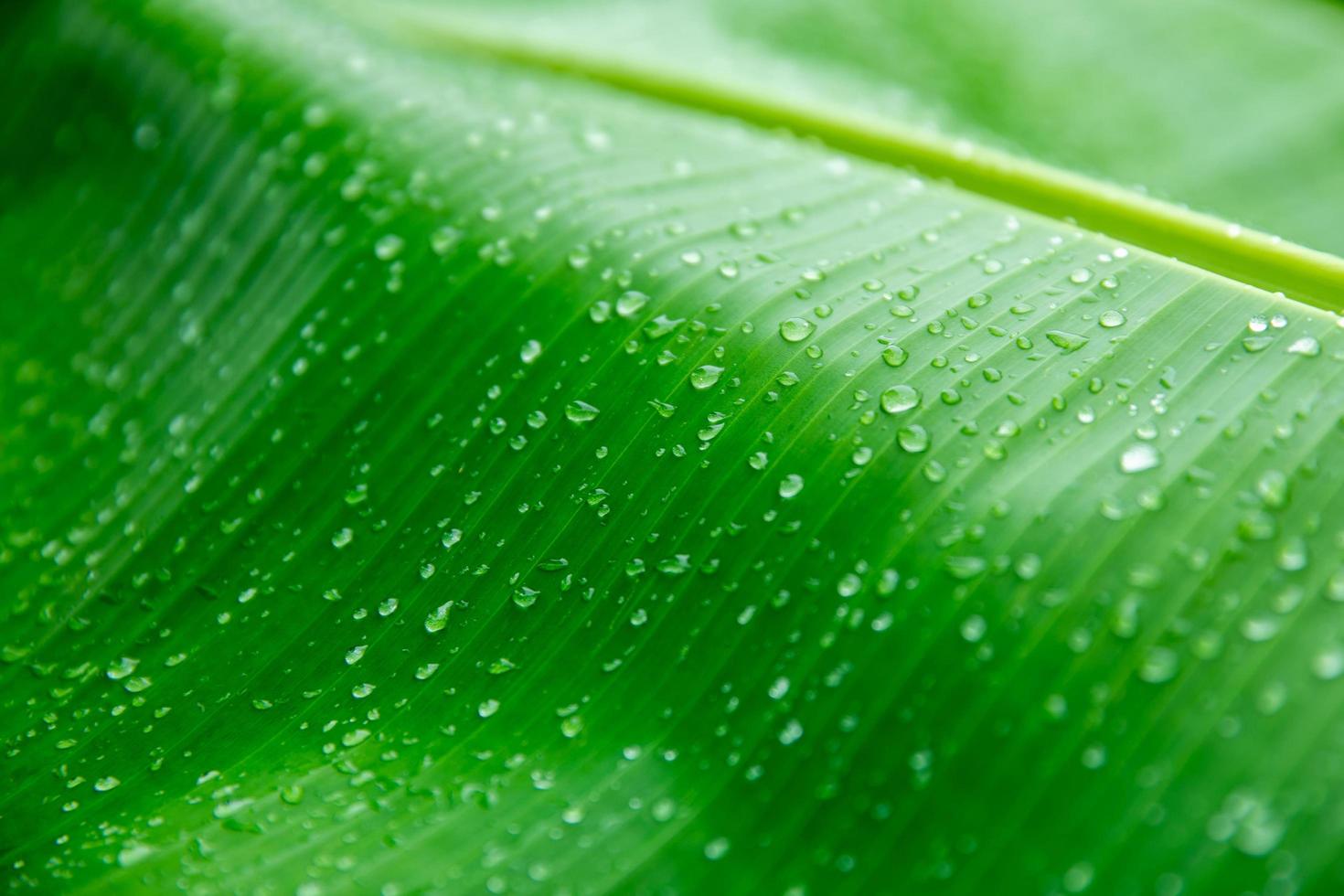 Banane palm leaf, green nature trexture background Green leaf with water droplets in the middle of the leaf. photo