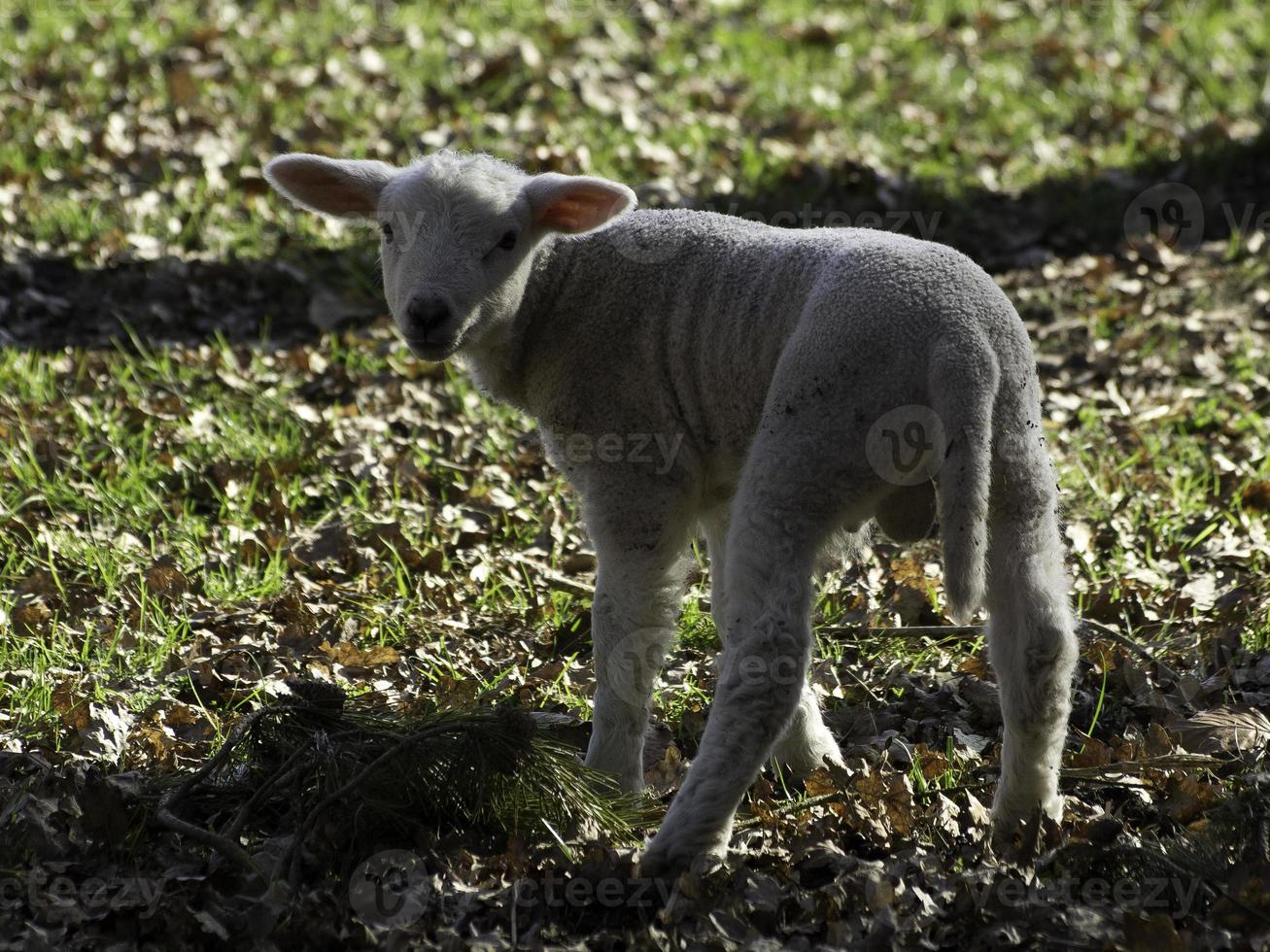 sheeps on a germany meadow photo